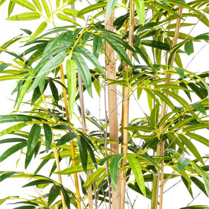 BambooBliss Décor