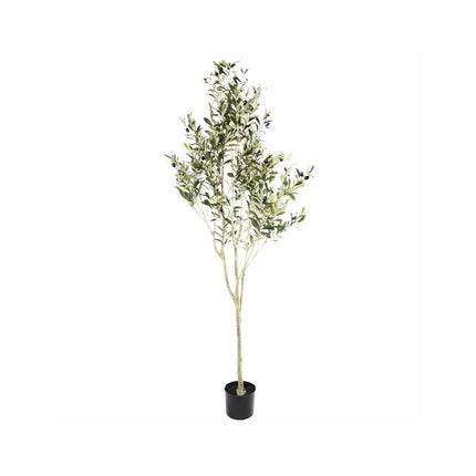 OliveElegance Pro
